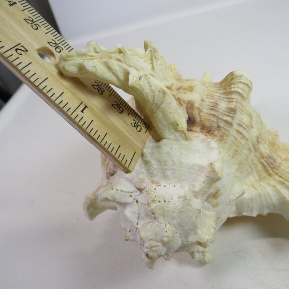 REAL Sea Shell Murex Conch with large fingers 6x5.5x4.5" Great Condition - Picture 7 of 11